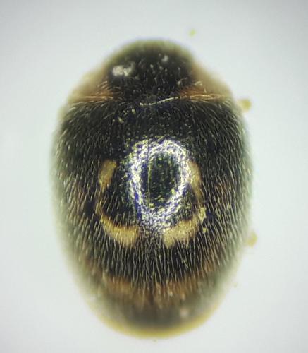 Clitostethus arcuatus